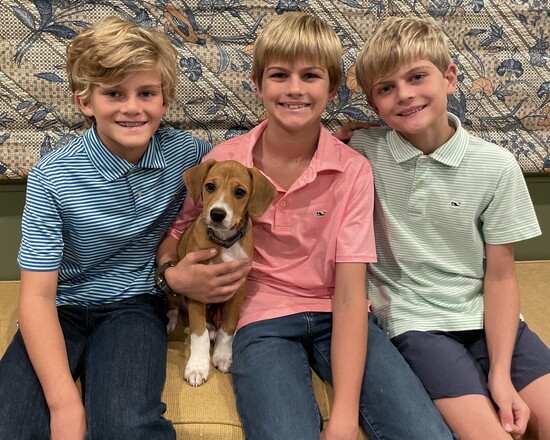 Louie was adopted from K9 Angels Rescue when he was a 12-week-old puppy. 