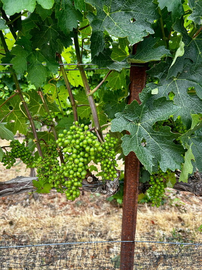 Early summer vines at Sunnyslope