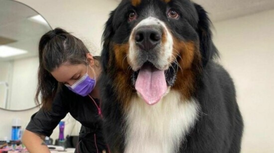 Anaheim Hills Pet Clinic, Passionate Pet-Minded Professionals