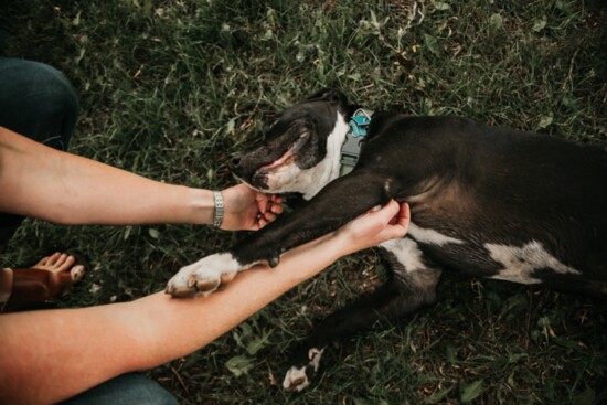 Pets remind us that love is one of life's simplest pleasures. 