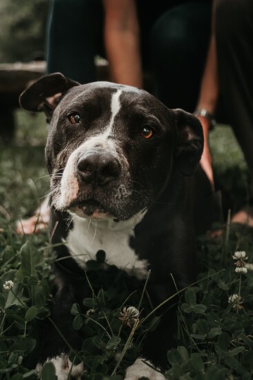 Angus melts hearts with his loving gaze. 