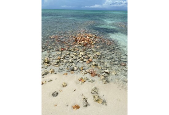 Conch Shells on the Beach in Turks & Caicos