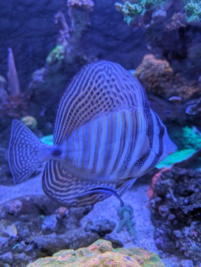 Fish aquariums add underwater elegance to your home!