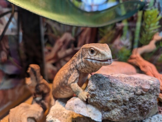 Enoy a reptile rendezvous with a Savannah Monitor.
