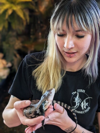 Fearless and fabulous, Blue Tongue Skinks are all about blueberries.