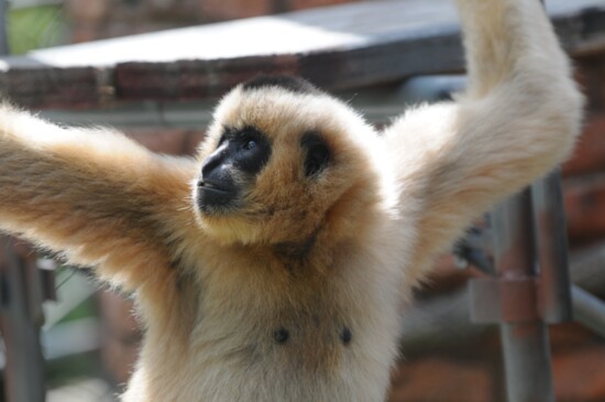 A Gibbons 