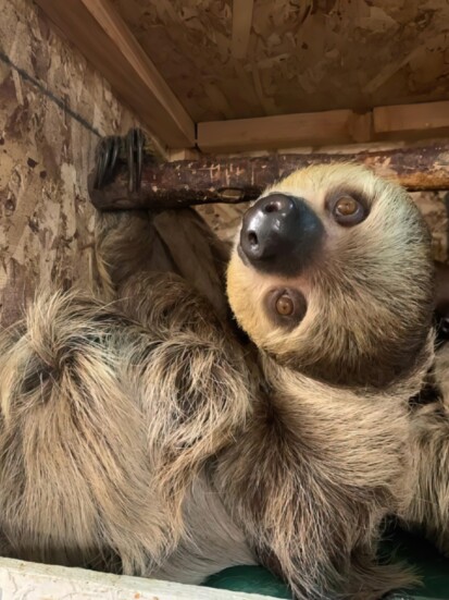 Sloth