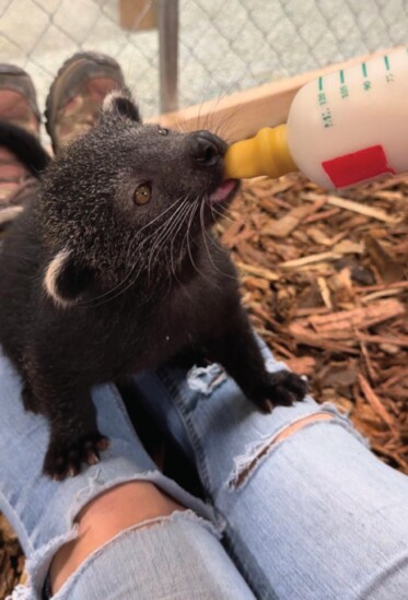 Hand-fed baby binturong