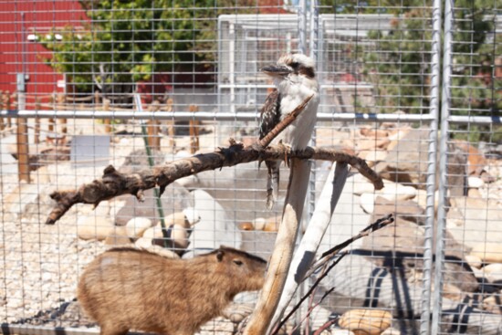 Kookaburra