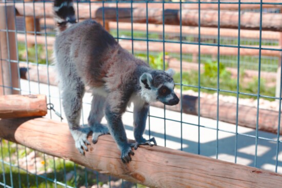 Lemur