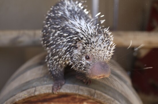 Porcupine