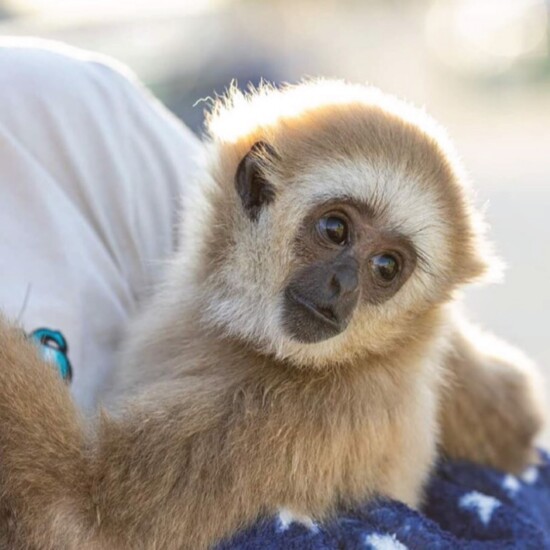 Baby Gibbon 