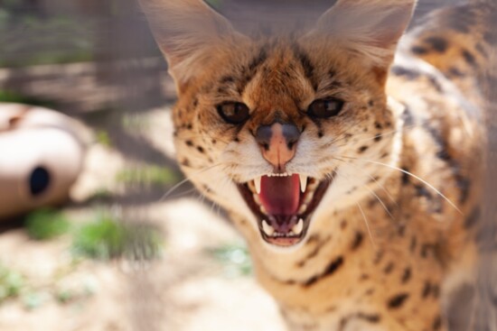 Serval "Miss Kitty"
