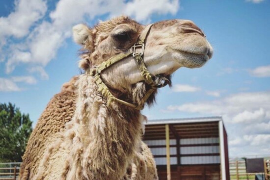 Larry the Camel