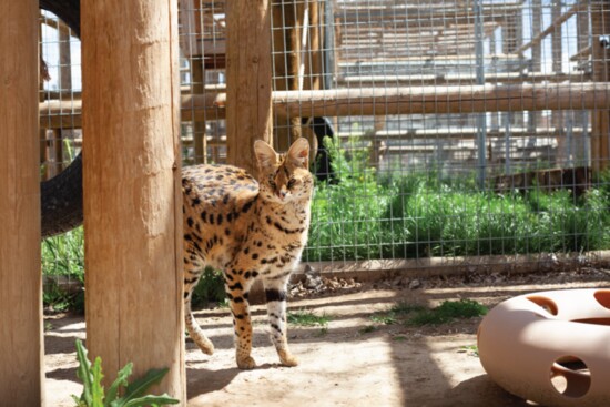 Serval