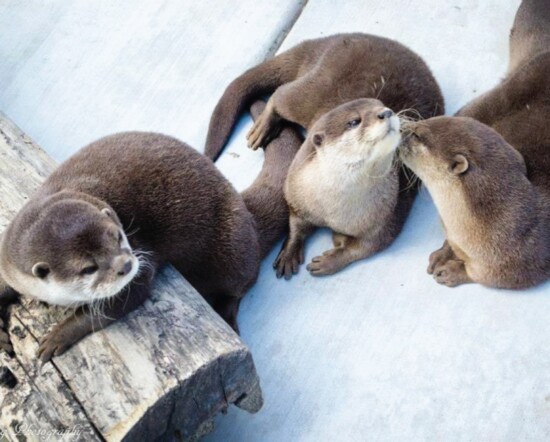 Otters playing 