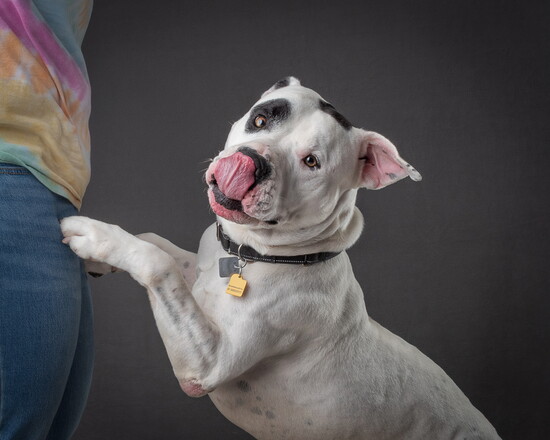 Good boy Petey.