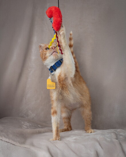 Playful kitty Liv.