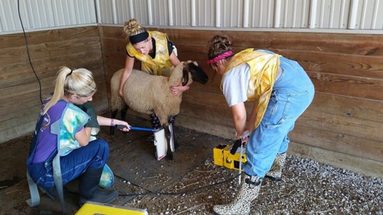 Lauren Piel, Sarah Cox and Morgan Quick work with a sheep.