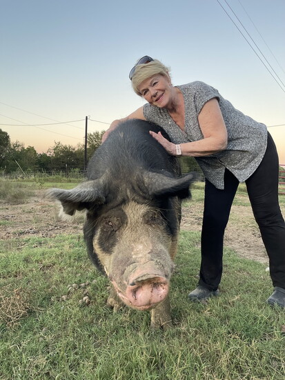 My Pig Filled Life