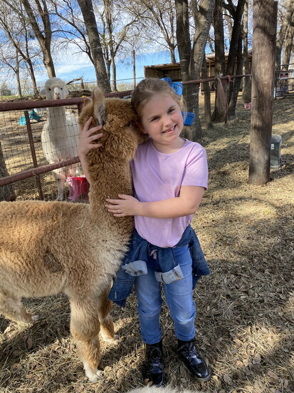 Urban Alpacas