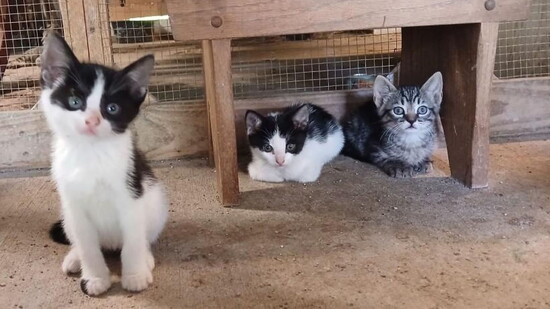 Looking for new humans to live with