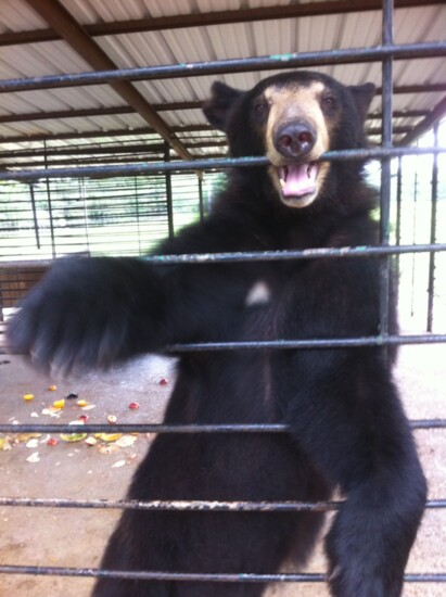 Bears can cost $20,000 per year to take care and feed, eating 40 pounds of produce and 5 pounds of protein every day!