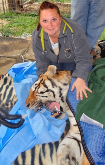 The Big Cat Public Safety Act prohibits tigers as pets. 