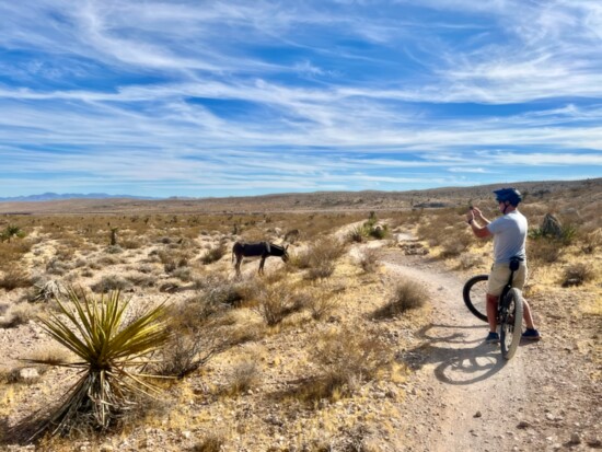 Wild burro grazing in the Nevada Desert near Blue Diamond.