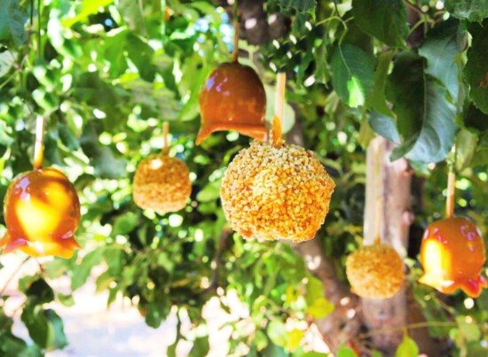 Boa Vista Orchards