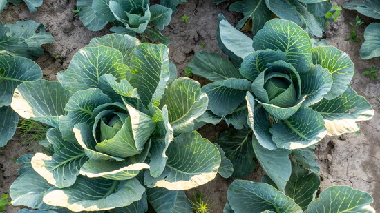 Cabbage