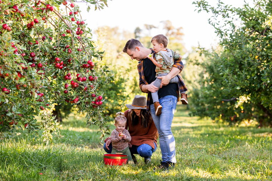 During harvest season, guests can wander the orchards and hand-pick a variety of apples.
