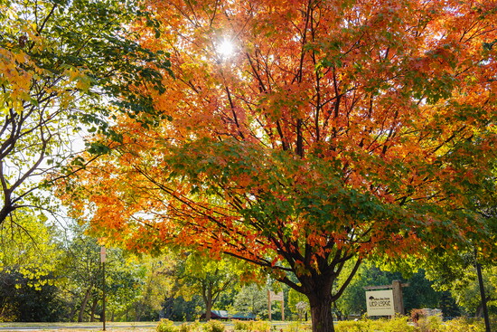 Take a quiet walk among the poplars or explore the grounds in any season.
