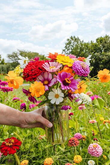 Guests can stroll through vibrant fields and pick seasonal blooms like zinnias, cosmos and sunflowers at Arbor Day Farm’s U-pick flower area.