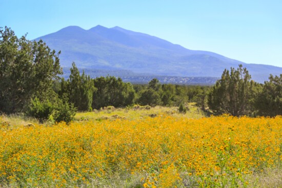 This primitive campground offers a scenic view of the San Francisco Peaks and dry camping in the cool aspen trees that surround Lockett Meadow. This is a terrif