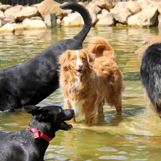 Lone Star Dog Ranch