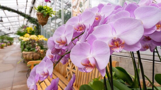 photos Courtesy of Denver Botanic Gardens. © Scott Dressel-Martin