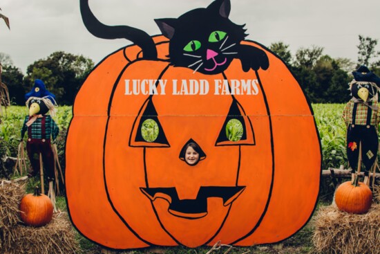 Provided by Lucky Ladd Farms