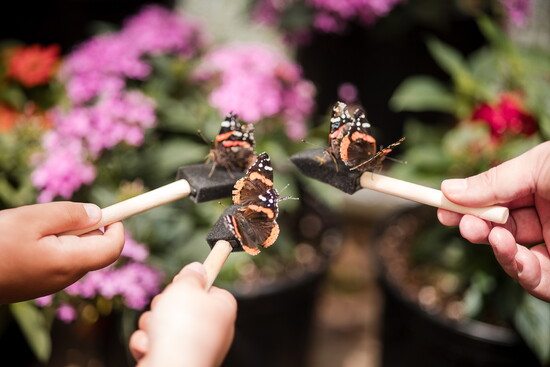 The Butterfly Encounter