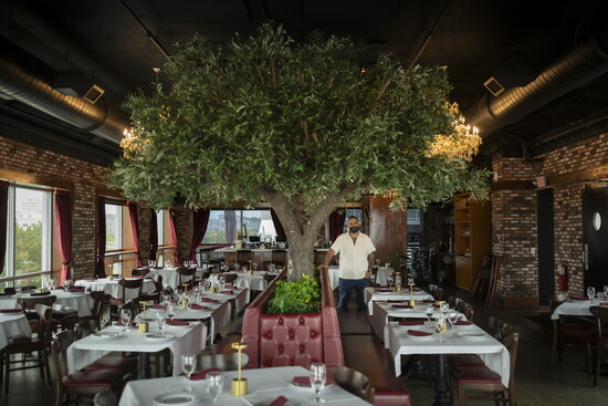 The olive tree in the middle of Lili