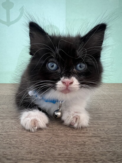 City by the Sea loves seeing new kittens
