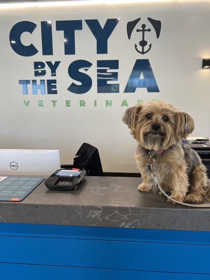 The new receptionist at City By The Sea
