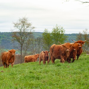ayrshire%20farm_cattle_edited-300?v=1