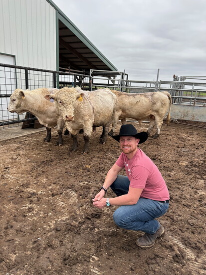French Charolais are lean and muscular, the bodybuilders of cattle, says Simmons.