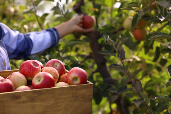 Pick-your-own apple farms abound in our region