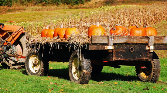 Pumpkins abound in the fall in New England