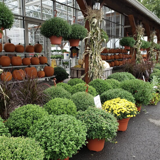 Mum's for sale at E. Draghi & Sons farmstand in South Glastonbury
