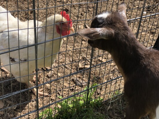 Chickens and goats.