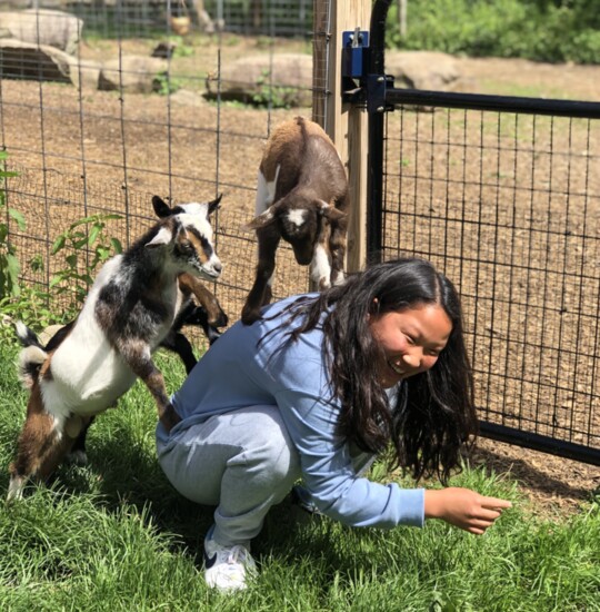 Baby goats like to can't resist a nice back.