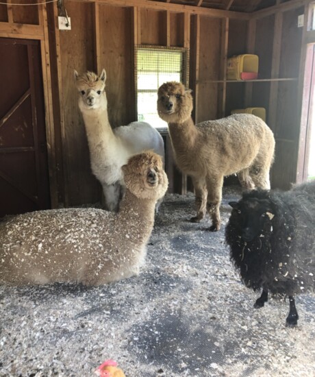 Alpacas and a sheep.